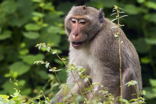 1980生肖猴运势(1980属猴2021运气)