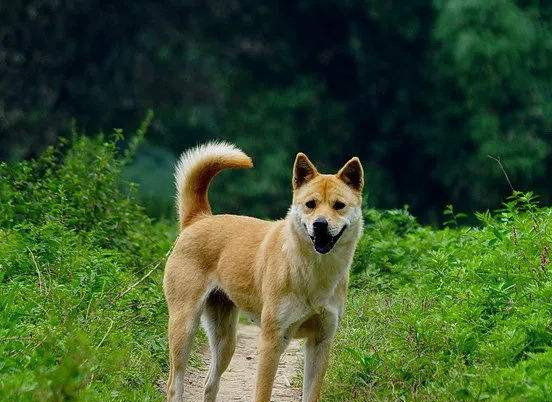 田园犬独自给主人送饭,一路专注顺利到达,一般狗做不到