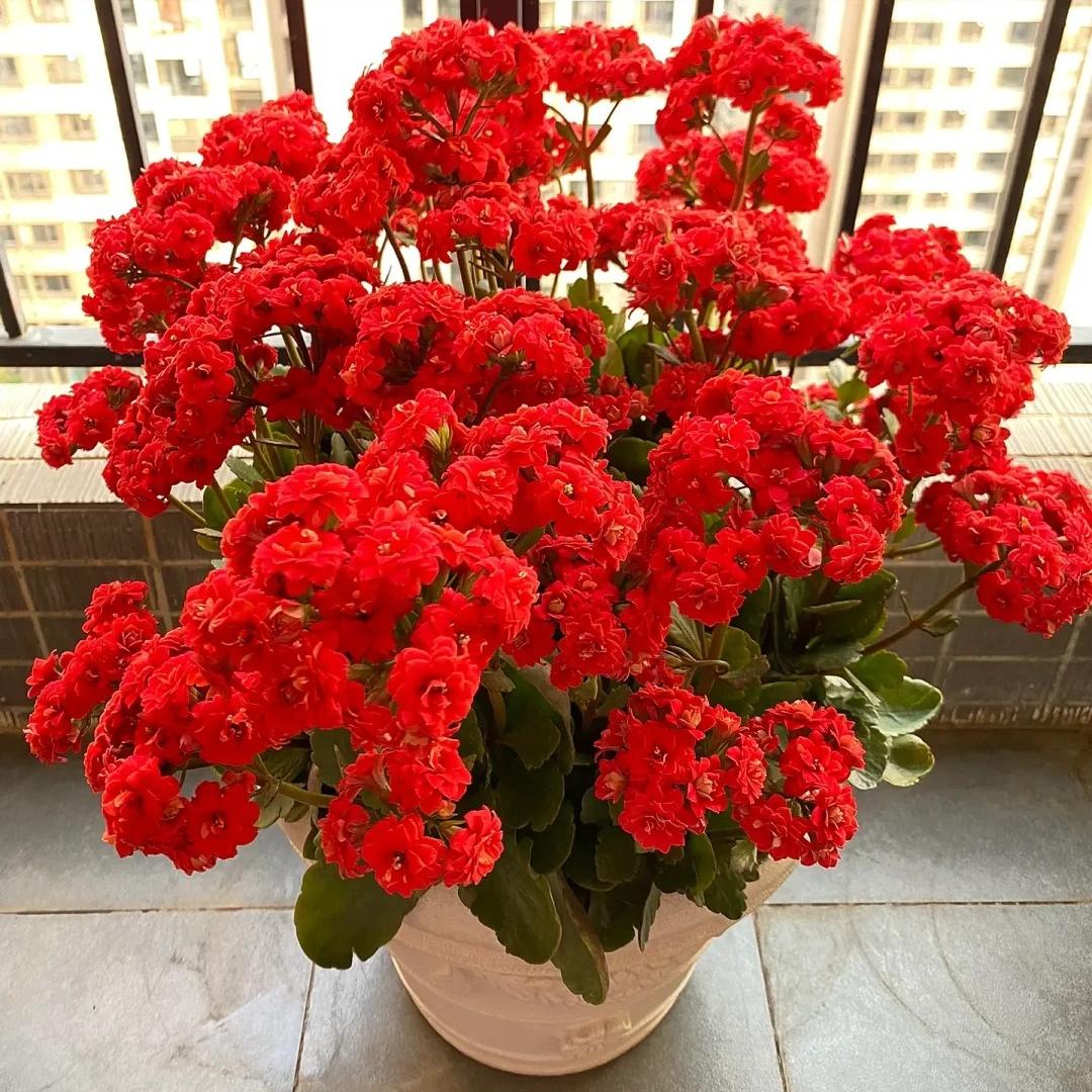 喜欢长寿花,就养"大叶红",集好看,喜庆于一身,好养还爱开花