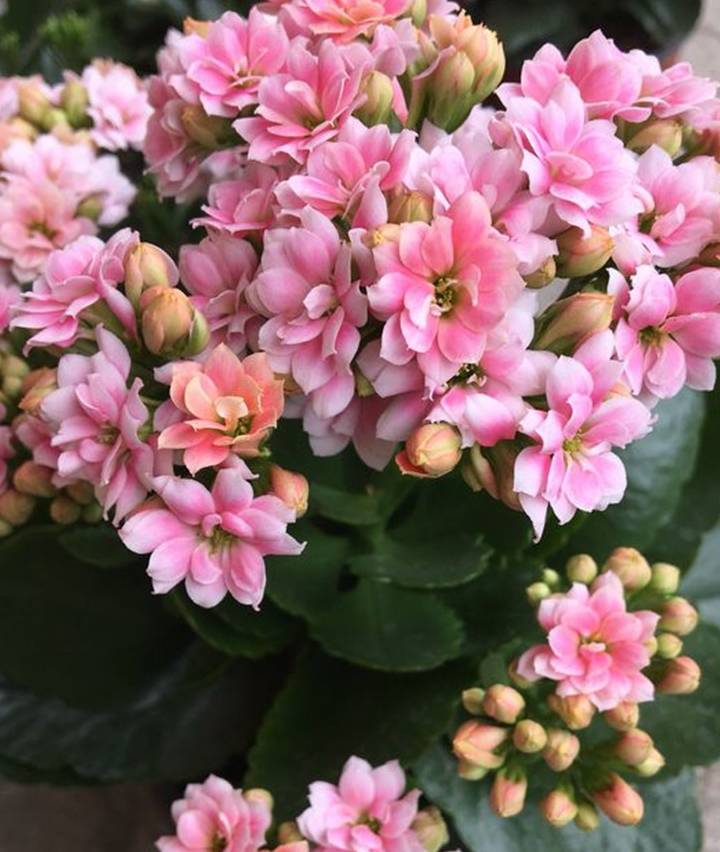 养长寿花,3个小技巧,1个"保暖"技,易爆花!