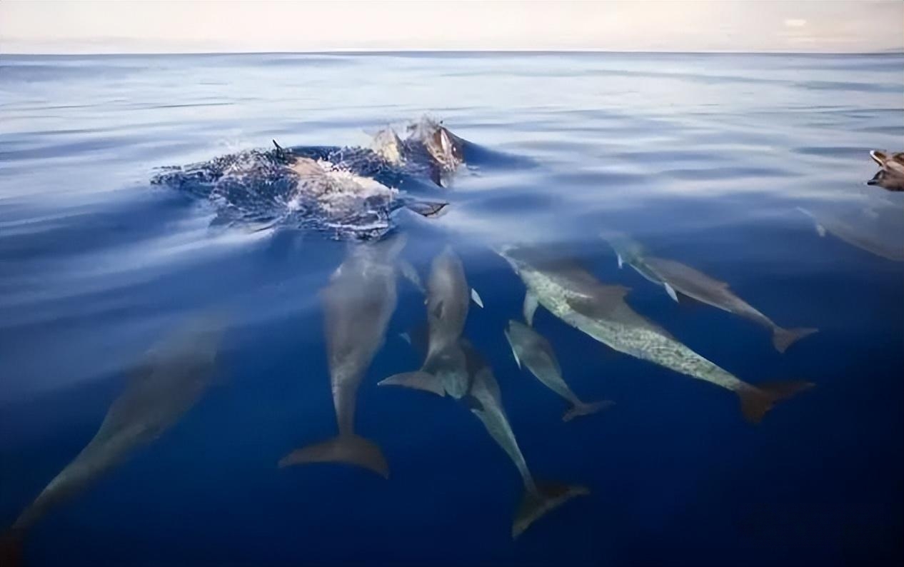 英国一男子被鲨鱼咬了五口，一群海豚“救了”他，缝了300多针捡回一条命_凤凰网视频_凤凰网