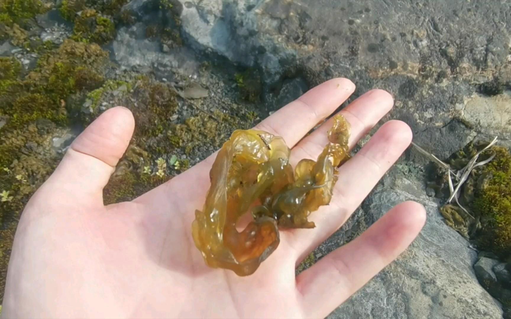 打雷就长的野菜雷公屎,好吃就是难洗,卖100元一斤,你吃过吗?