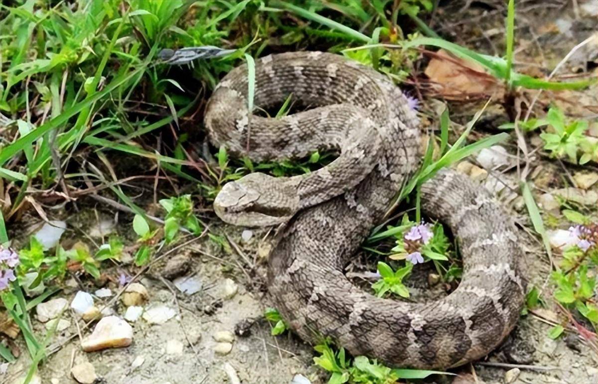大连蛇岛上的毒蛇,都是从哪里来的?为何这里的毒蛇如此之多?