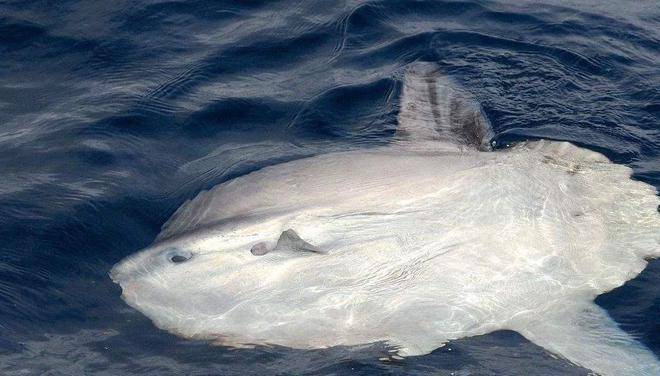 2吨重的鱼头,脑子只有4克,又蠢又懒的翻车鱼为啥还没灭绝?