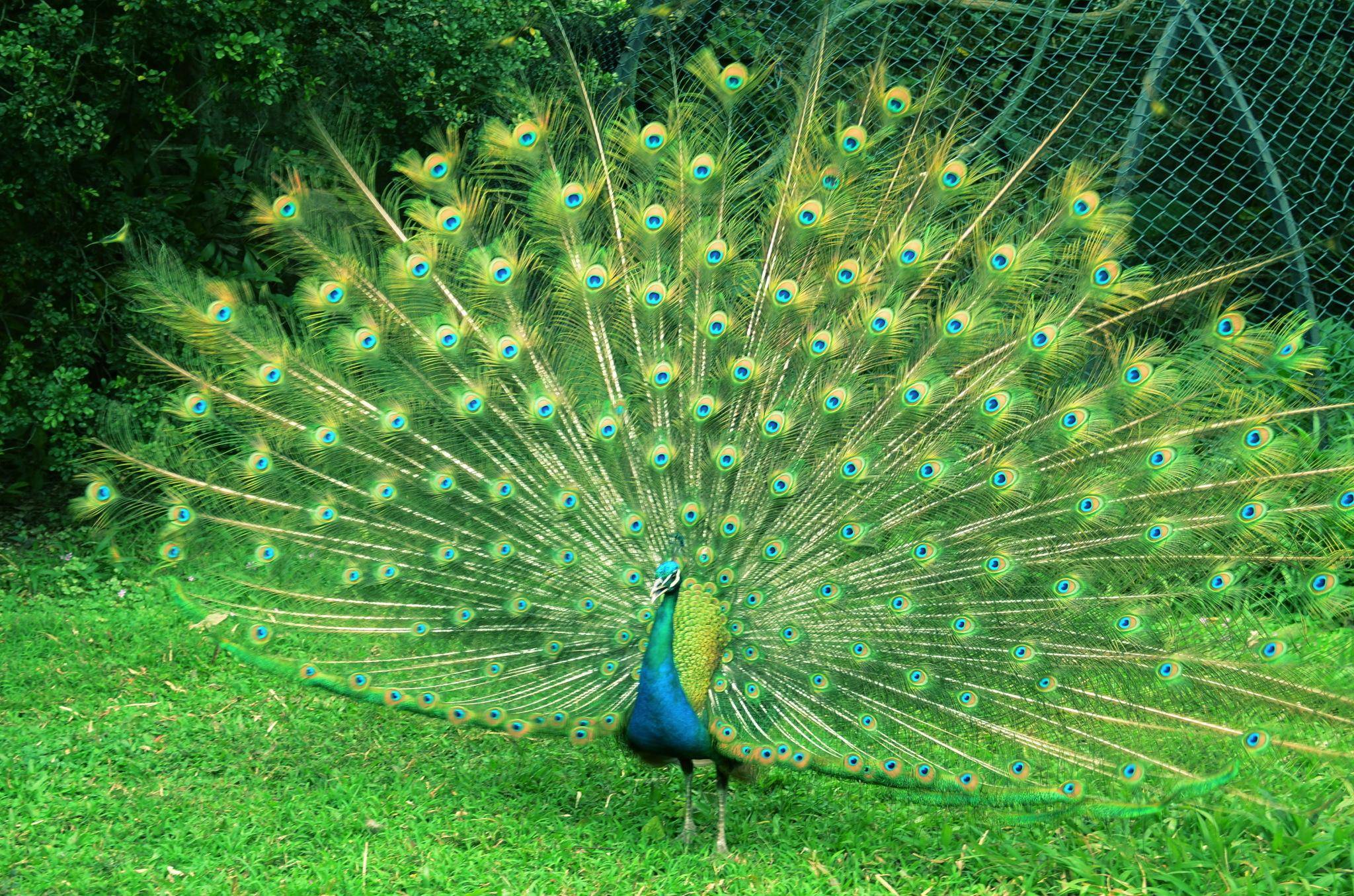 在动物界,雄性普遍比雌性好看?为什么人类女性却比男性漂亮呢?