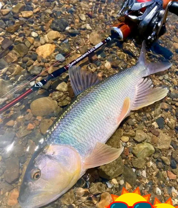 传说中的"北方巨马"——配图另外,马口鱼的生长速度还受限于环境,食物