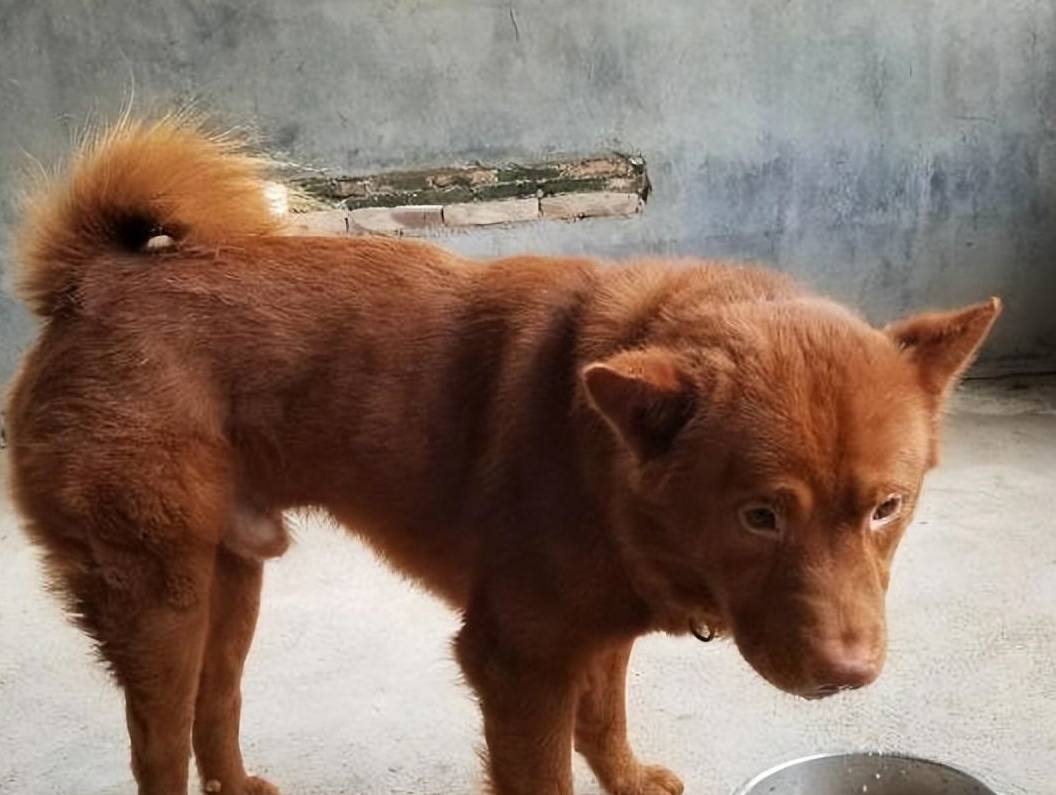 有些人觉得五红犬是中华田园犬,是土狗,体质好,给它乱吃也没关系,家里