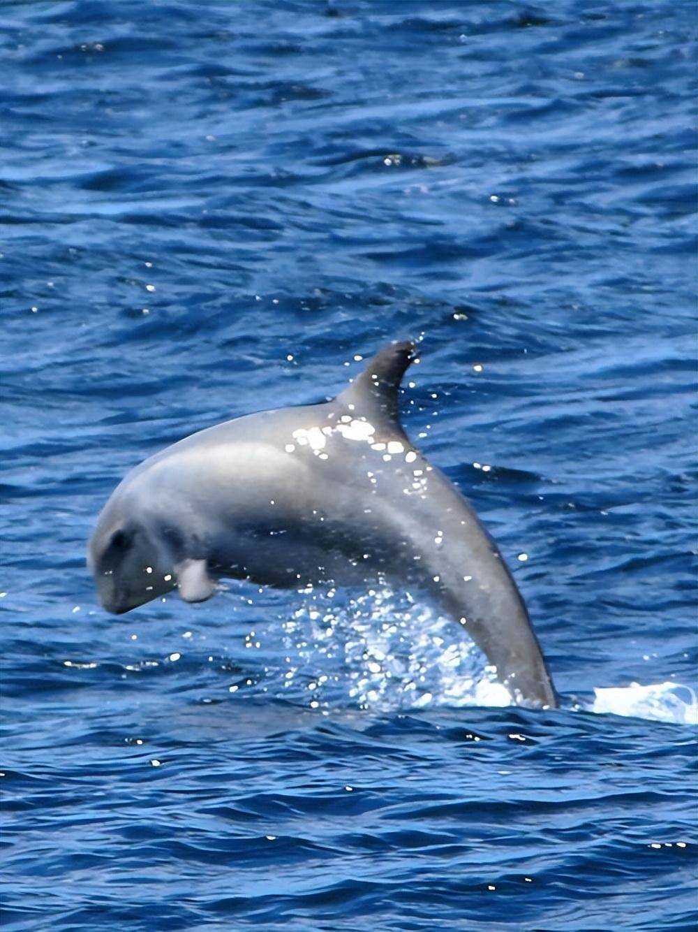 建立海洋保护区是保护瑞氏海豚栖息地的一种关键措施,这些保护区可以