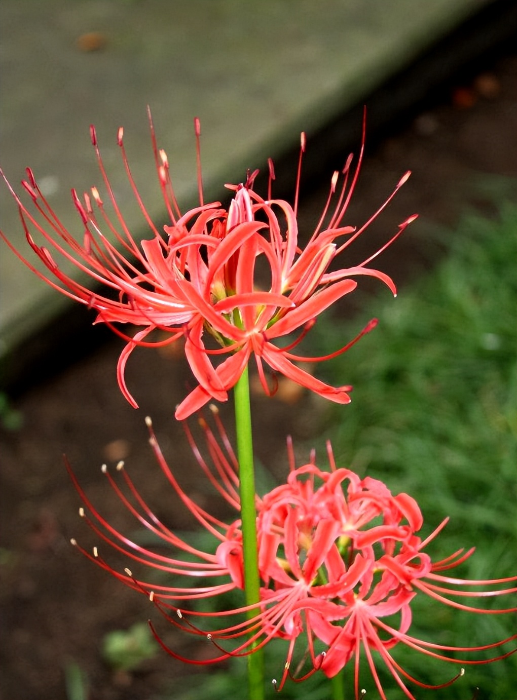 "冥界四花"是指哪4种?大部分人认识3种,第4种也叫死亡之花