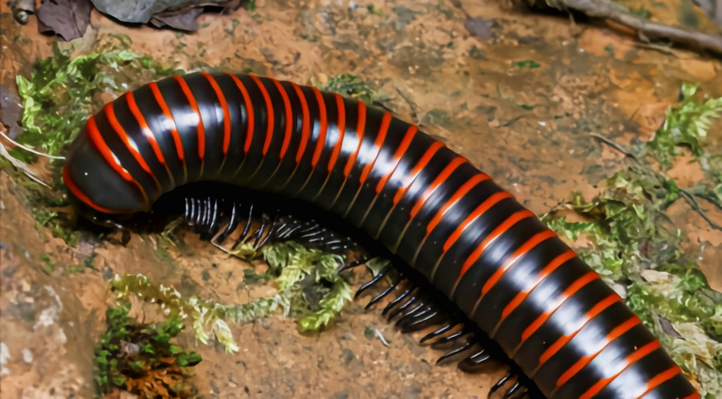 马陆,人称千脚虫,千足虫,常见于枯枝败叶叶,号称风湿克星