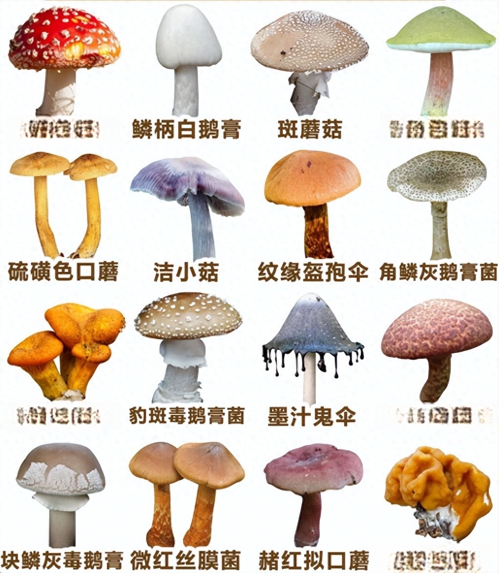 我国常见的十大有毒蘑菇,你都认识吗?