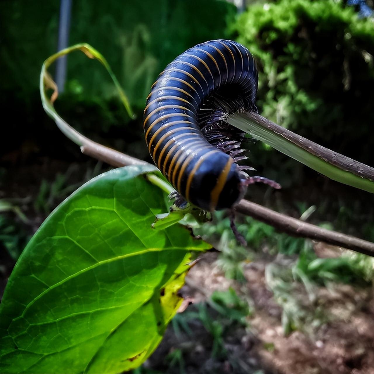 马陆,人称千脚虫,千足虫,常见于枯枝败叶叶,号称风湿克星