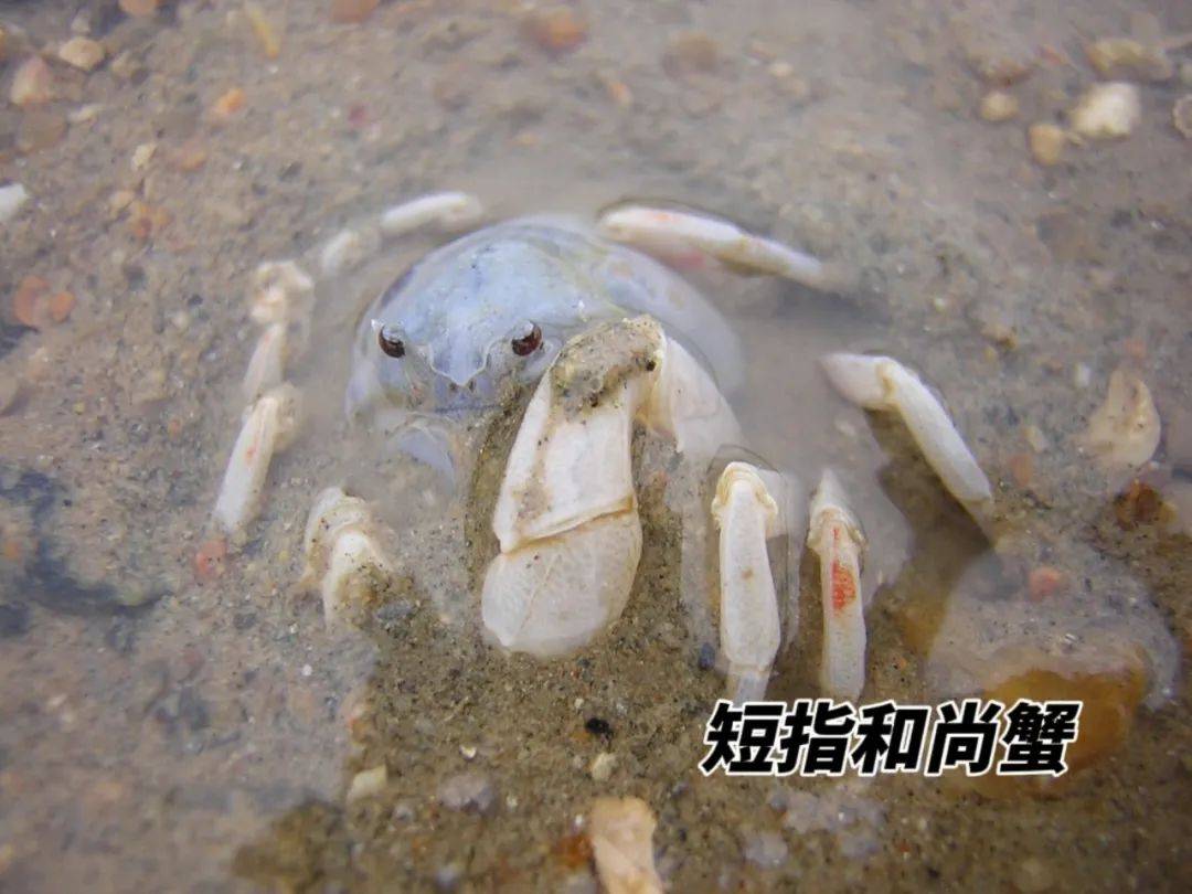 公益直播丨"鲸"喜奇遇,尽兴赶海,探秘红树林,这几天,我们和大海有个约