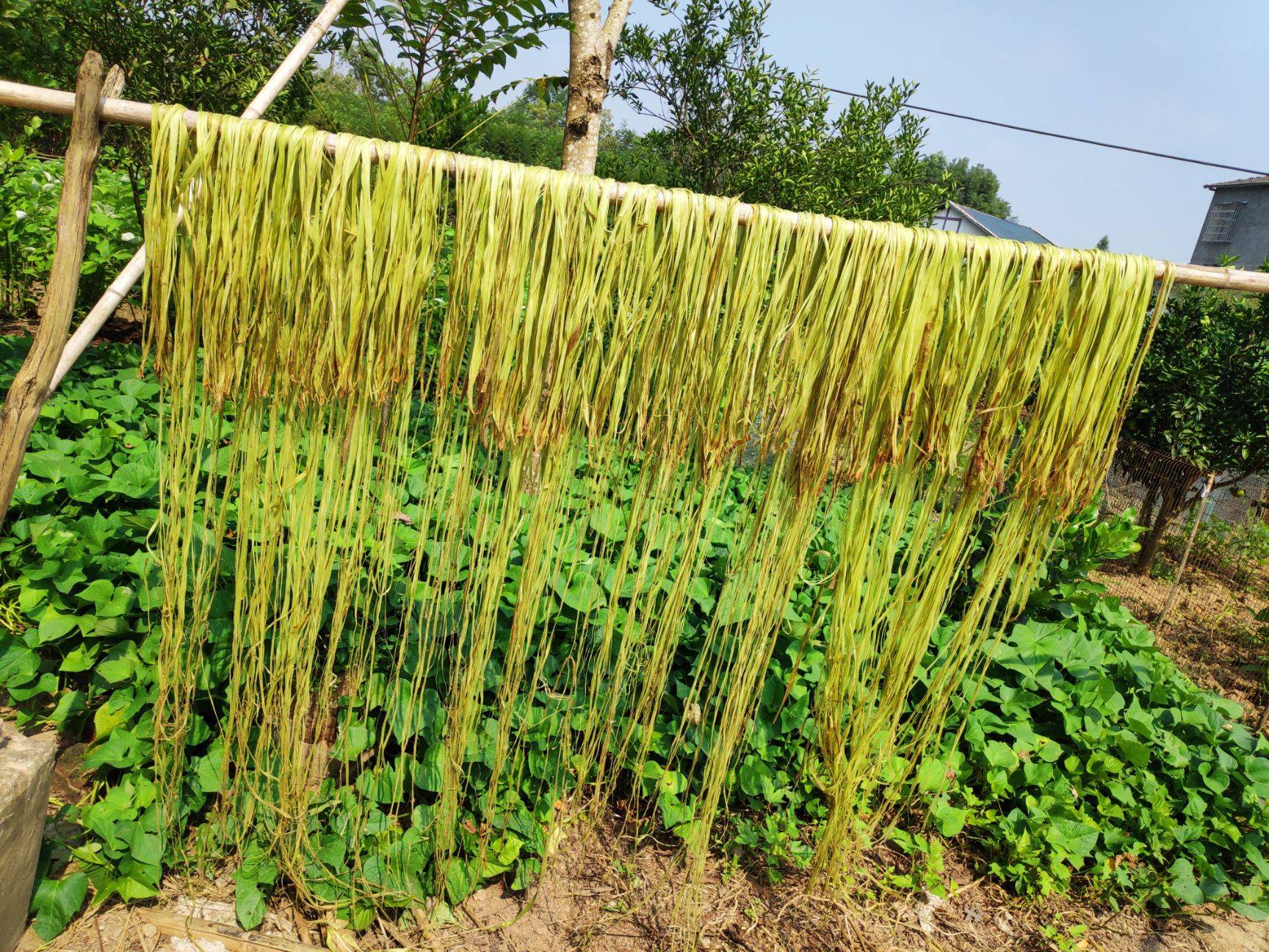 苎麻称为千年不烂软黄金,也是大名鼎鼎的中国草,它有哪些作用?