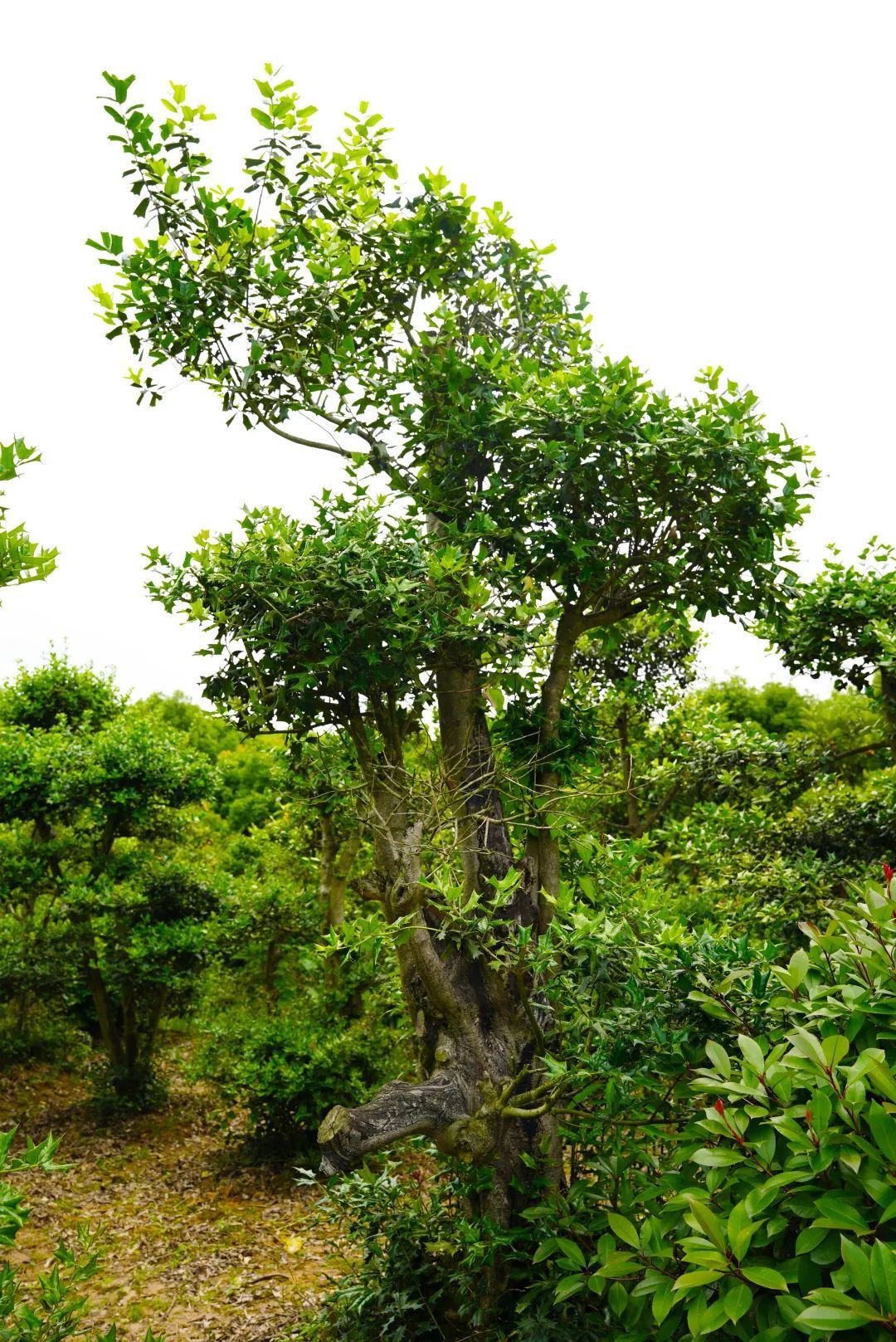 更有一棵千年枸骨"树王"大部分有上百年如今园内种有3000余棵枸骨树不