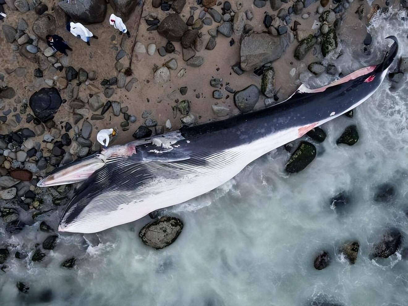 一次排便2吨的蓝鲸!粪便被称为大自然的馈赠,究竟有何作用?