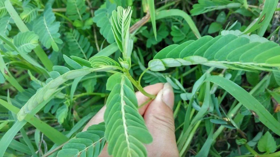 果实长在叶子下面,像串串珍珠,学名叶下珠,人称明目草