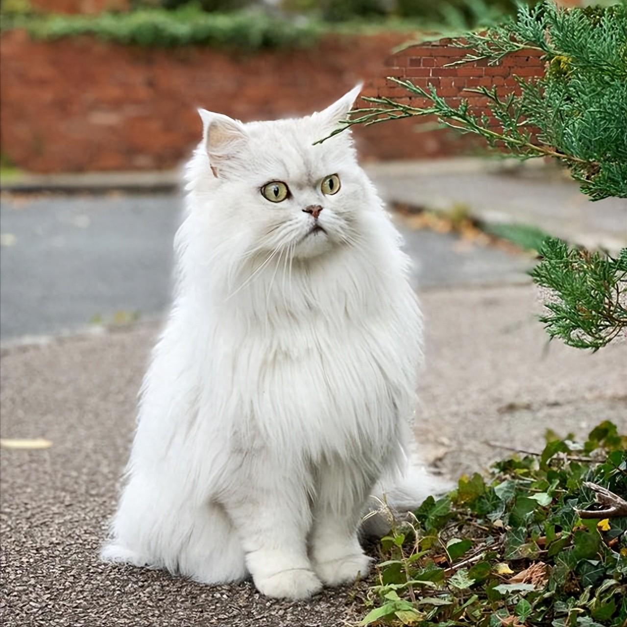 波斯猫毛发粗糙怎么办?