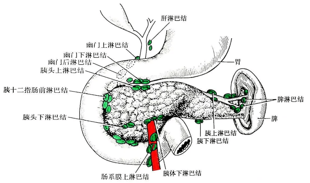 在小叶间形成较大的淋巴管