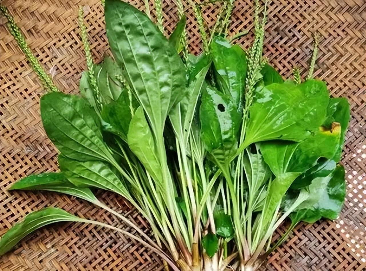 俗称利尿草,叶子像猪耳朵,农村人看到就挖回家,车前草价值珍贵