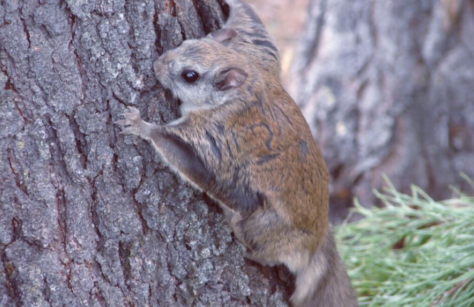 "寒号鸟"到底是什么动物?如果你认为它们是鸟类,那你就错了