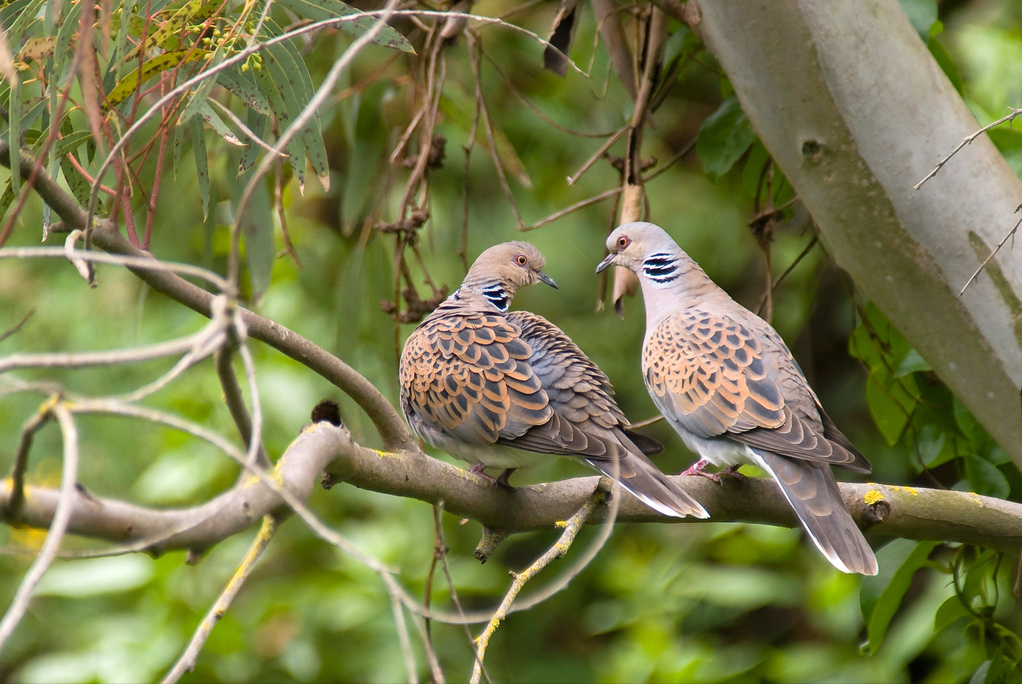 斑鸠随处可见,为何说吃它的肉会有很大的危害?