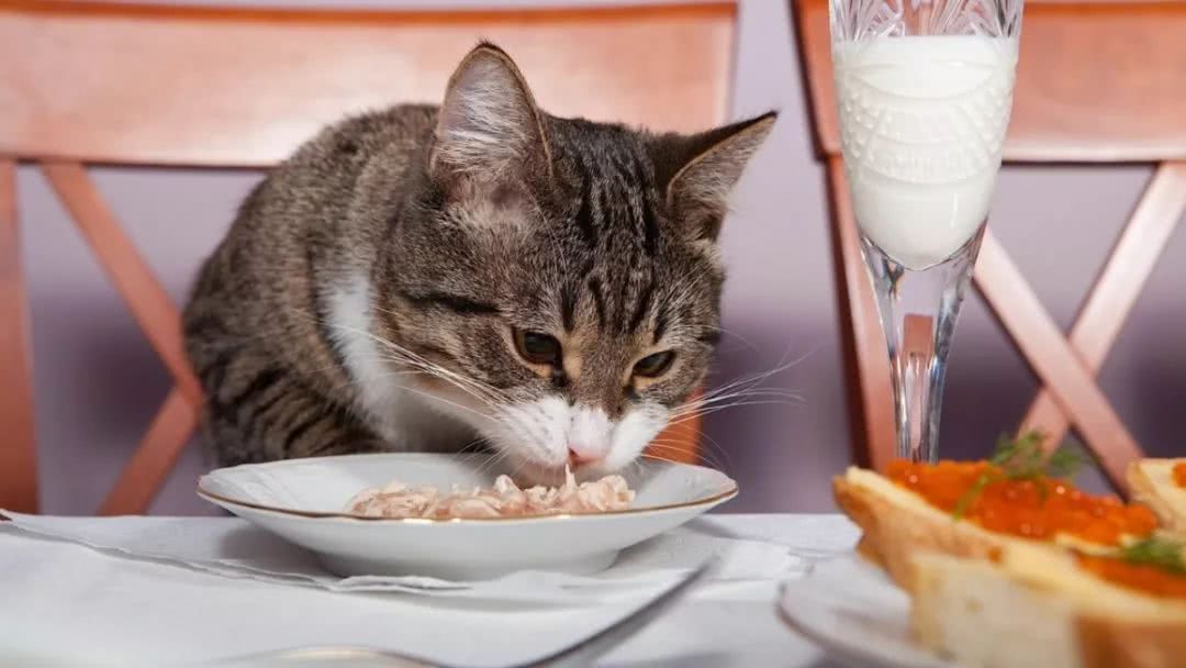 猫吃饭的样子图片图片