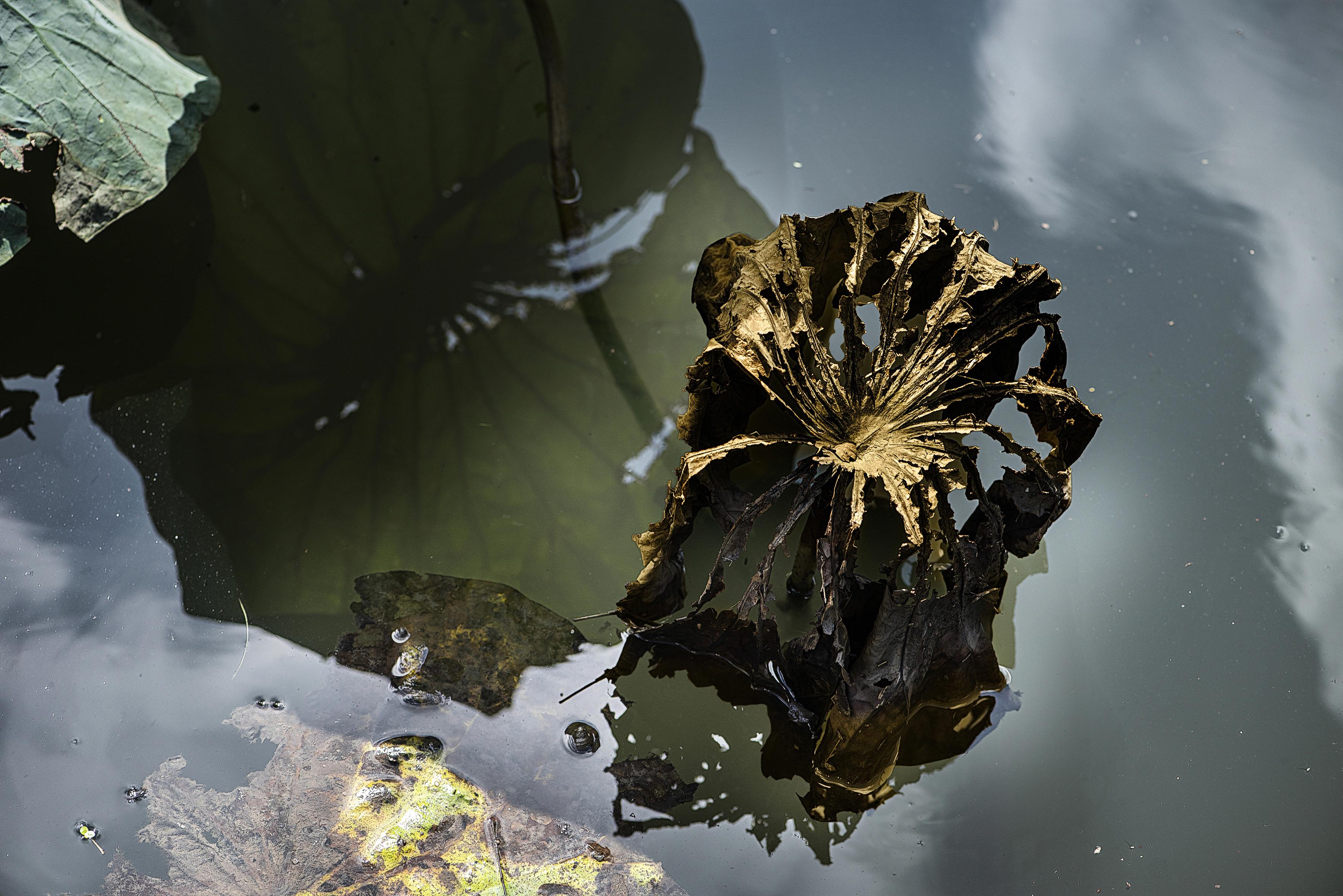 上海池中的秋荷