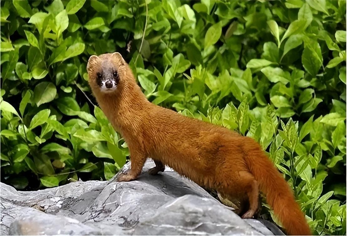 放到现实生活中,黄鼠狼的生性很是凶猛,他们并不会因为体型在其他动物