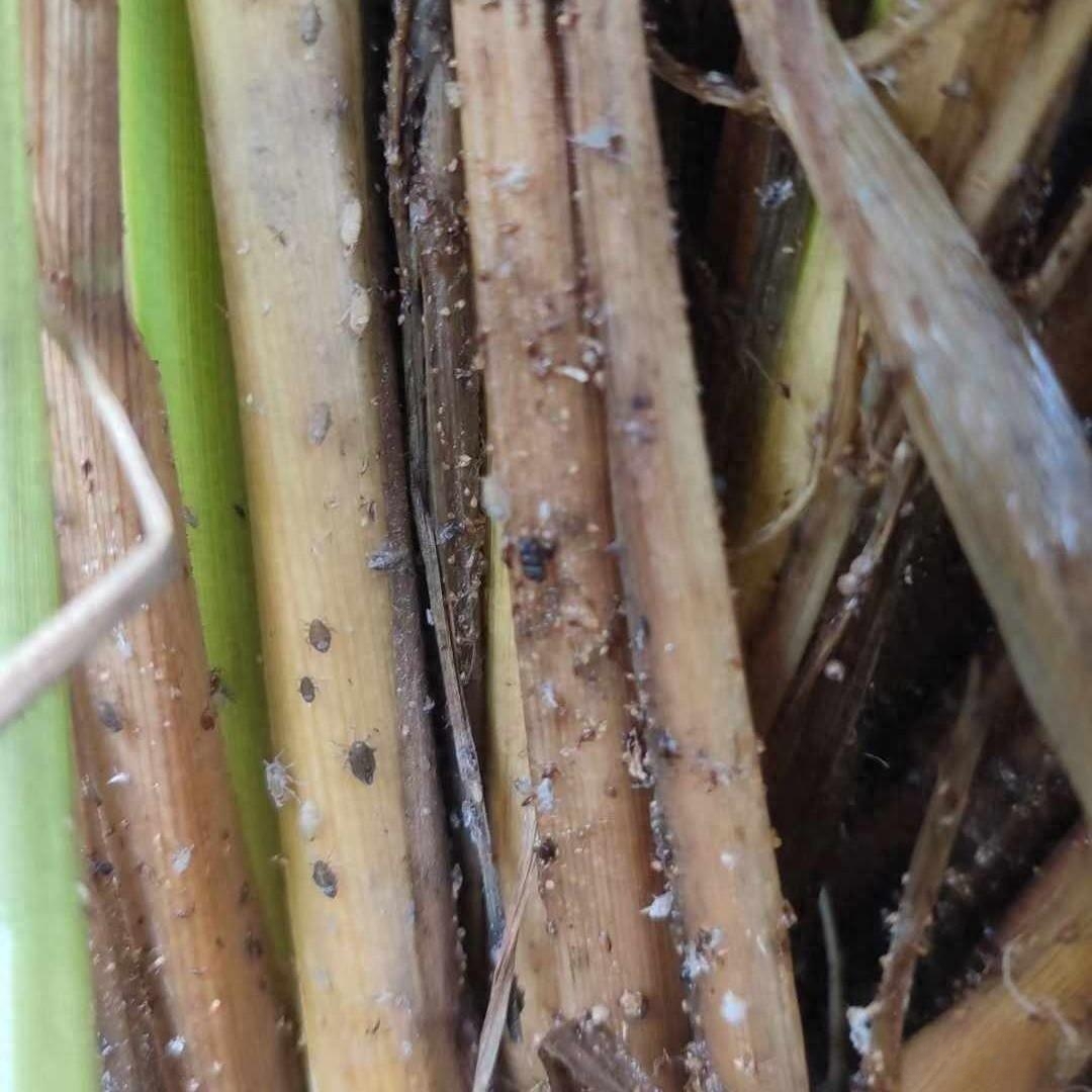 稻飞虱多了,多查田,早防治,三氟苯嘧啶抗性在上升