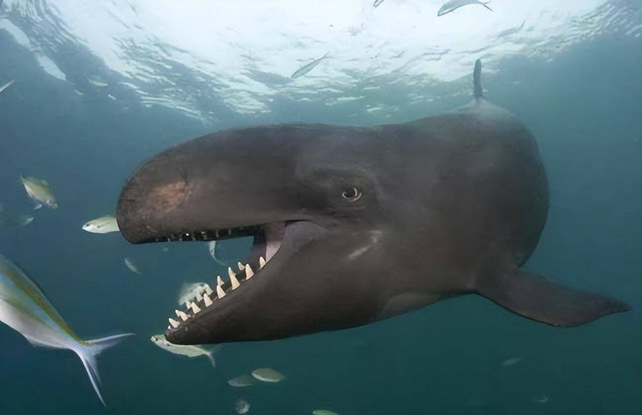 生活在赤道附近海域的伪虎鲸,极为罕见,是人们所陌生的鲸类