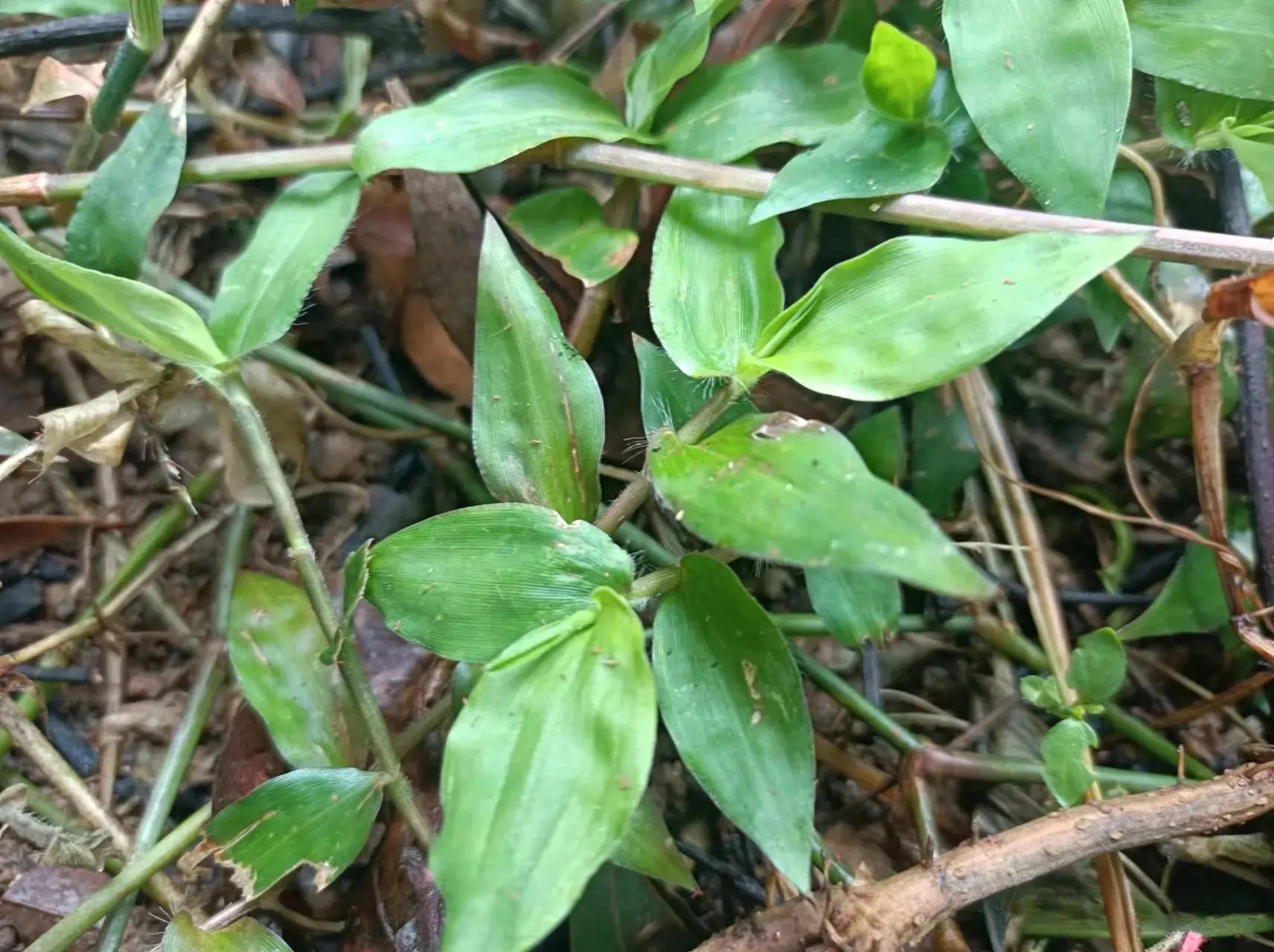 花开似蝴蝶,农村泛滥成灾的"退热草",懂它的人不多,你可认识