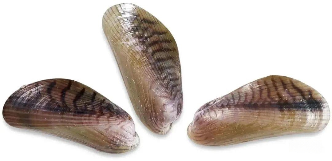 中文正式名:寻氏肌蛤薄壳(海瓜子)个头比紫贻贝稍大,因壳缘呈青绿色而