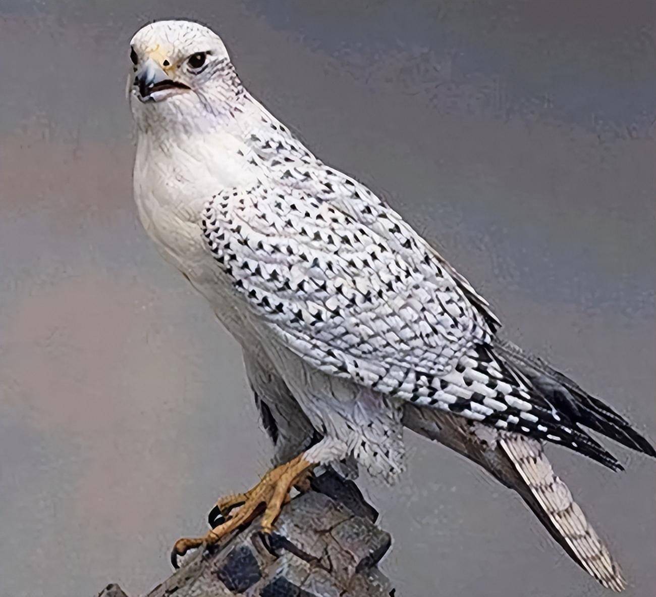 "万鹰之神"海东青,上抓天鹅下捕野狼,在古代抓到可以赦免罪行