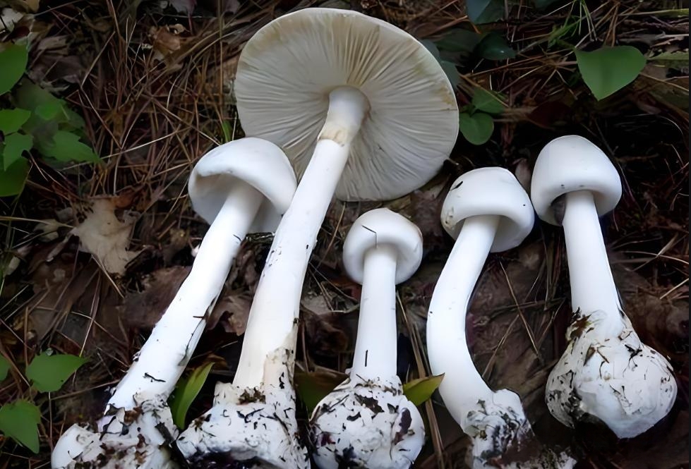 我国常见的十大有毒蘑菇,你都认识吗?
