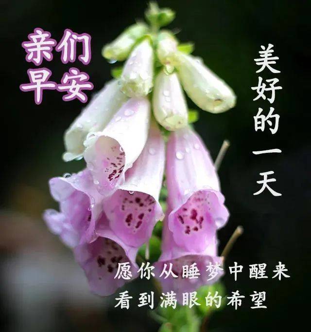 9张最有创意好看的春天早上好图片带字带祝福语 2023春天早安问候祝福