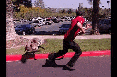 加拿大鹅泛滥成灾,犯下1500多起伤人案,当地人却还觉得它可爱?