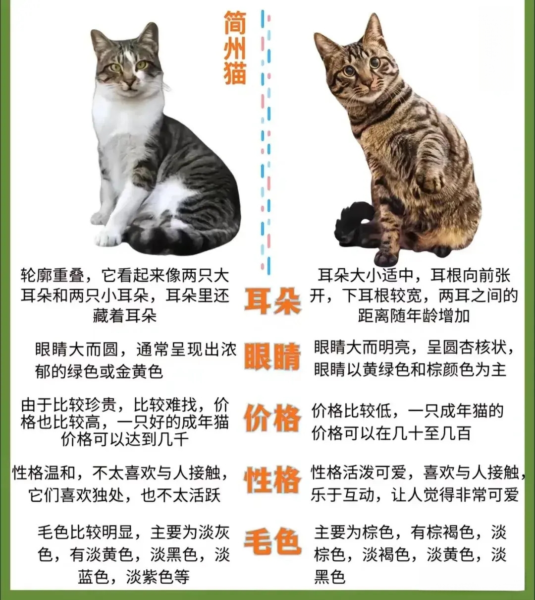 简州猫和狸花猫混交图片