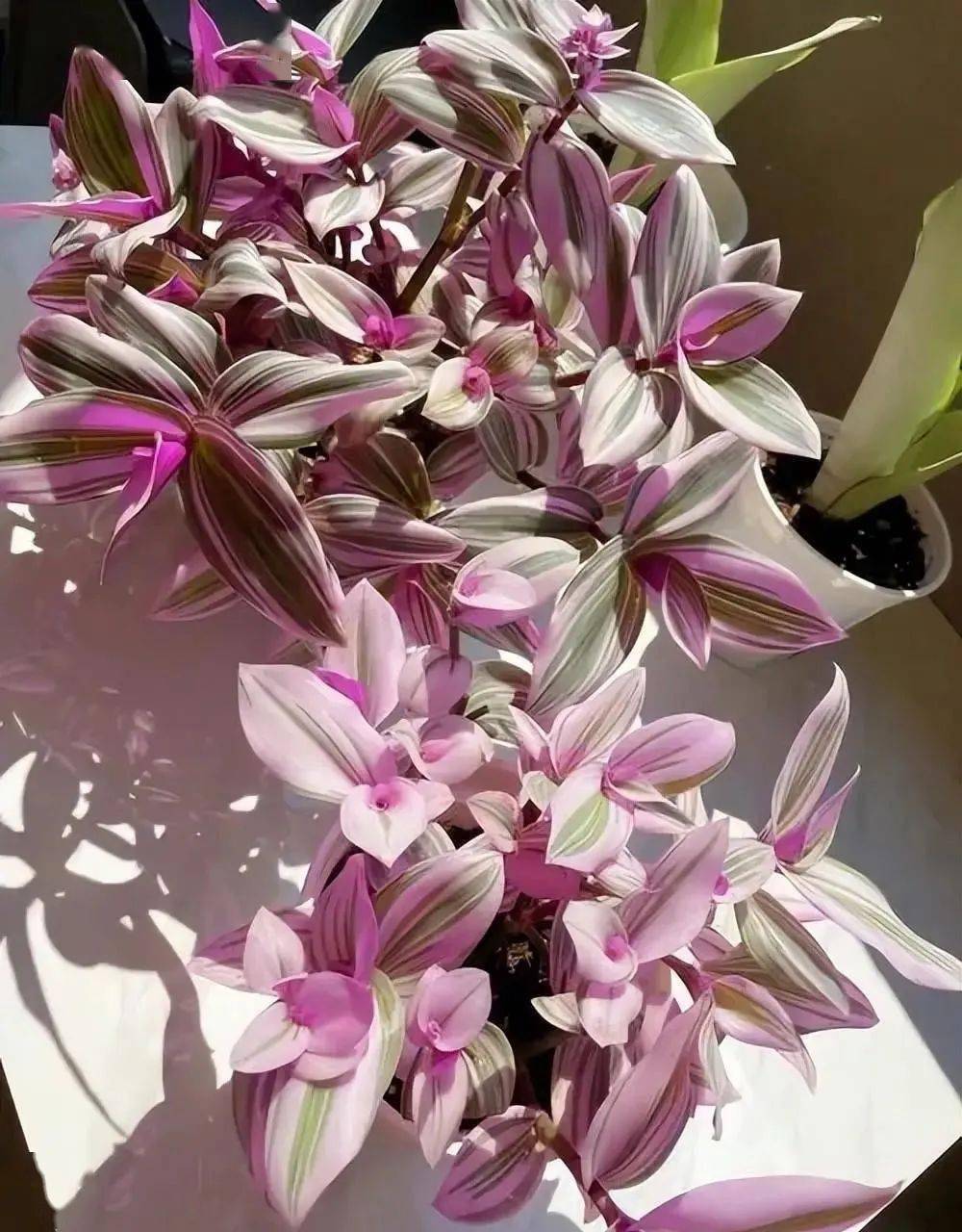 想要婚礼油画吊兰浪漫十足?教你几个小技巧,颜色鲜艳美极了