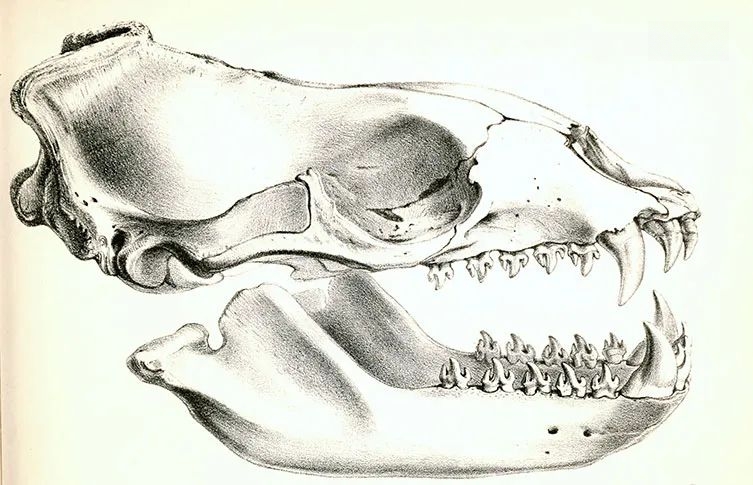 Drawing of a leopard seal skull