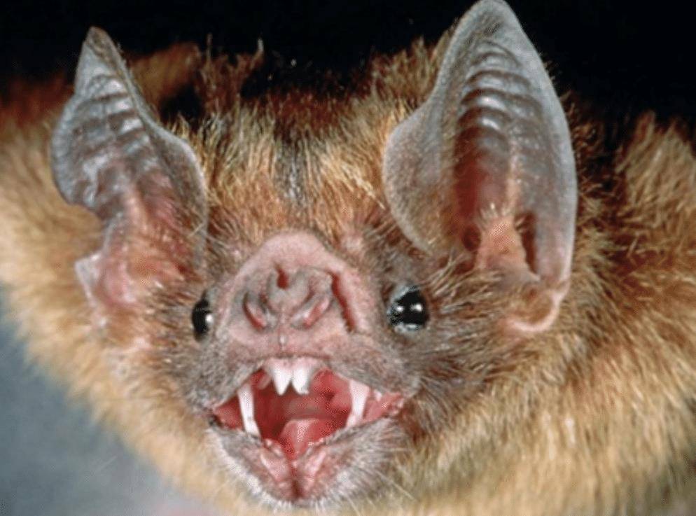 蝙蝠的先祖是何物?考古学家发现1.25亿年前的化石,长相吓人