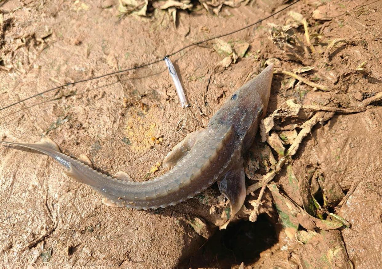 非洲鲶鱼侵入长江，“垃圾鱼”一年繁殖4次，黄河下游也被侵占？_物种