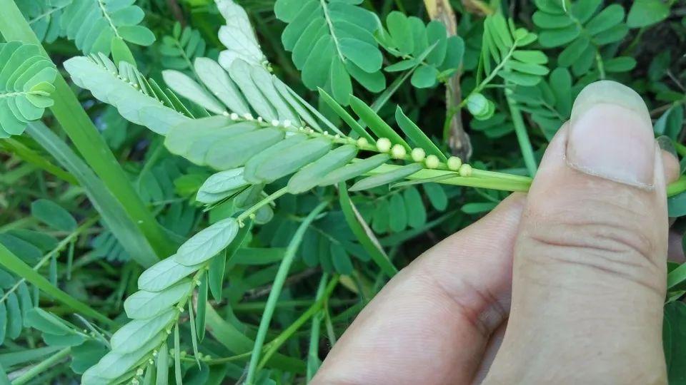 果实长在叶子下面,像串串珍珠,学名叶下珠,人称明目草