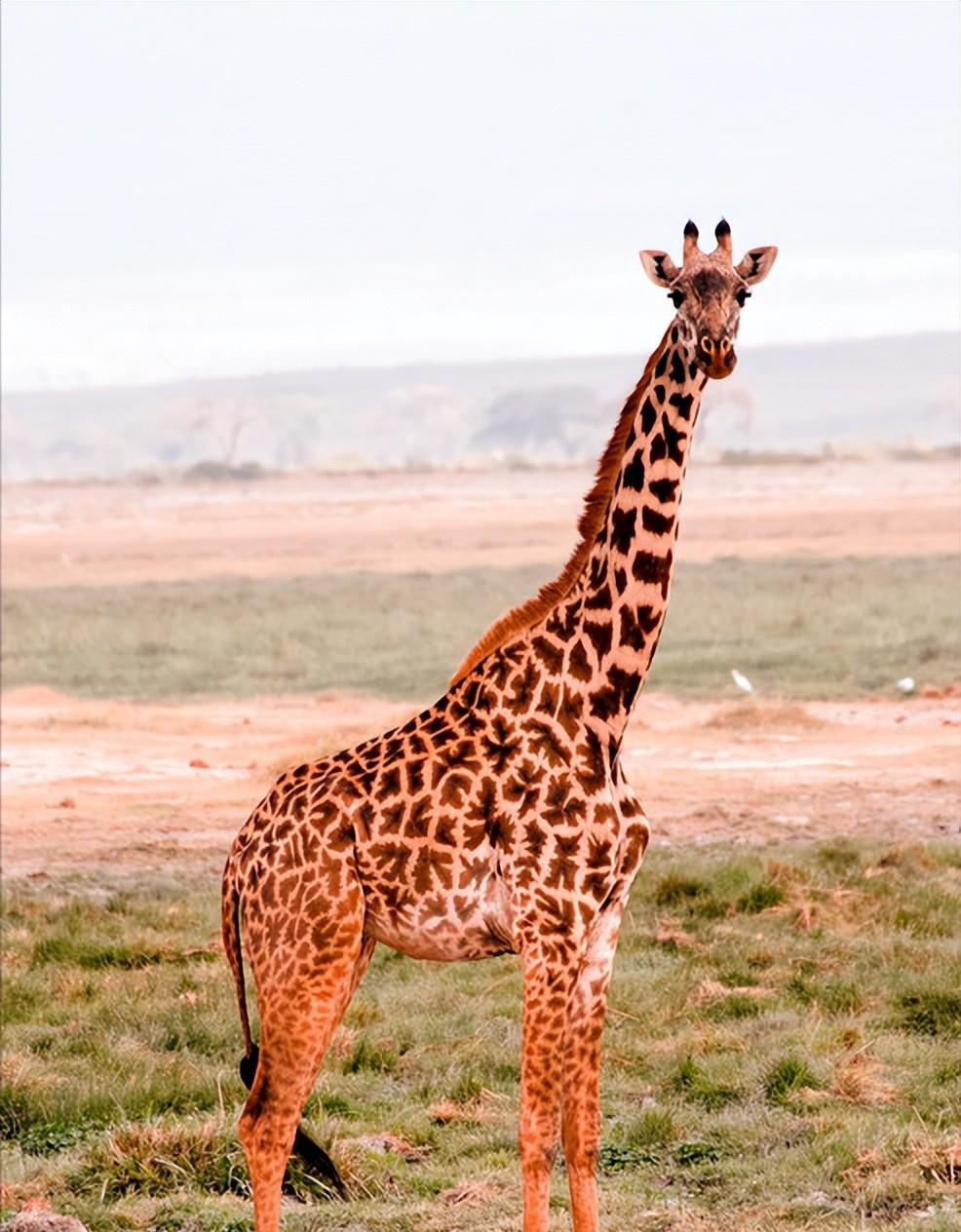长颈鹿是非洲大陆的独特生物,它们如何抵御动物进攻,有何特点?