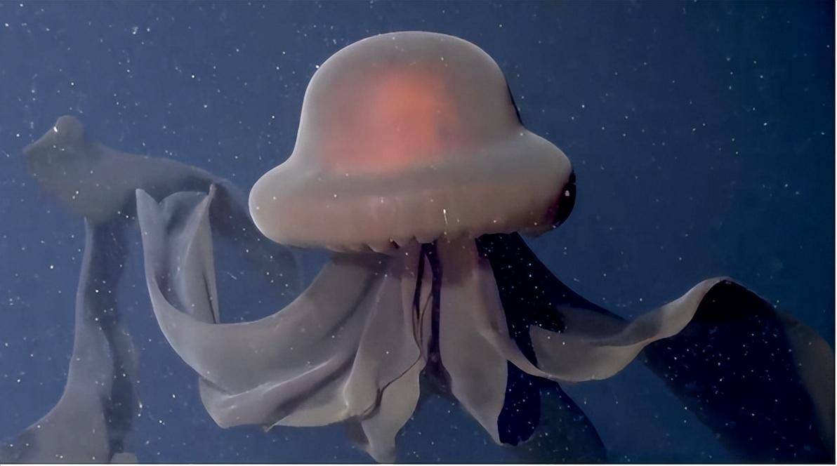 十大深海神秘巨型生物图片