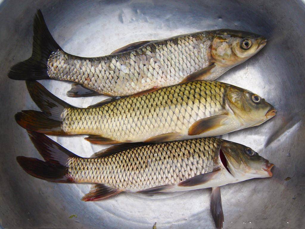 中国十大鲤鱼产地,哪里出产的好吃呢?