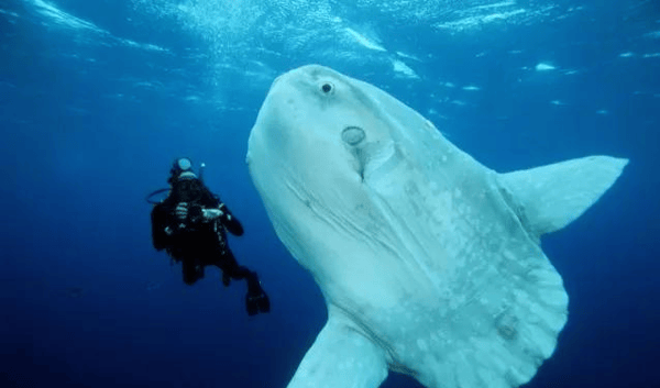 被吃一半也不反抗?翻车鱼为什么还没灭绝?