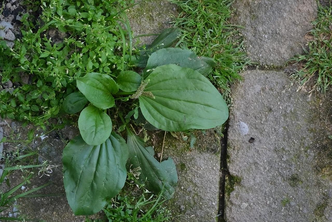 俗称利尿草,叶子像猪耳朵,农村人看到就挖回家,车前草价值珍贵