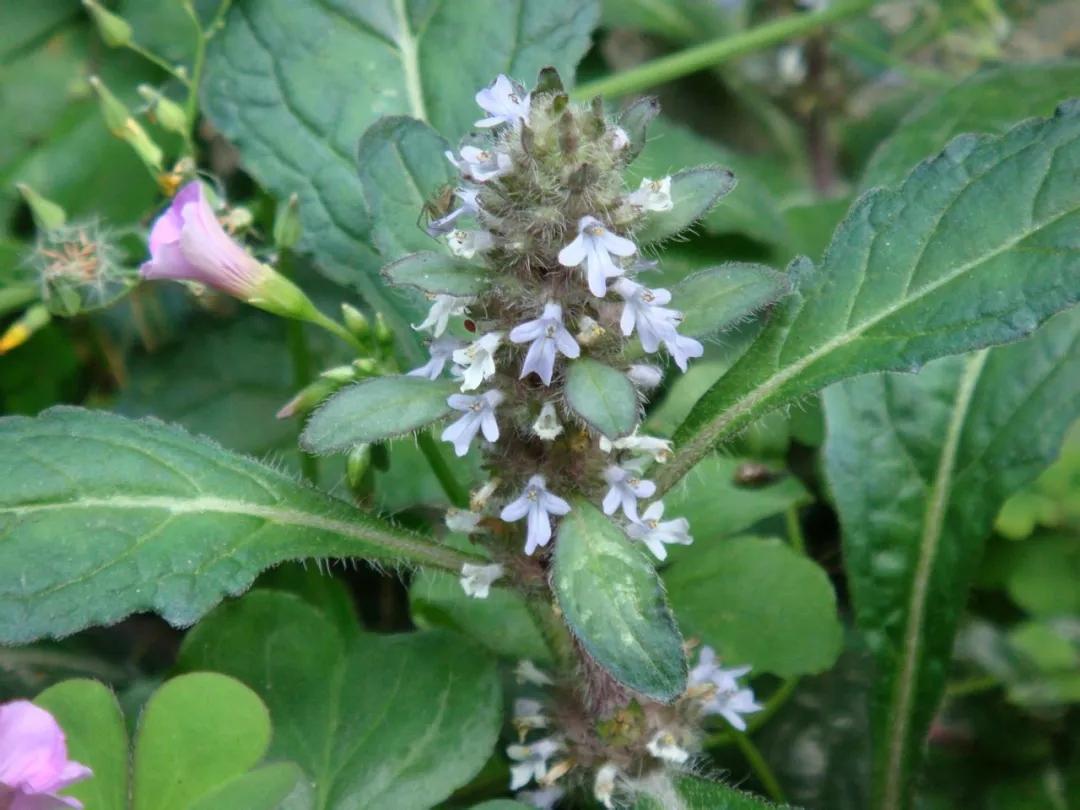 紫背金盘人称散瘀草,散血草,长得像夏枯草但多毛,如今很少见了