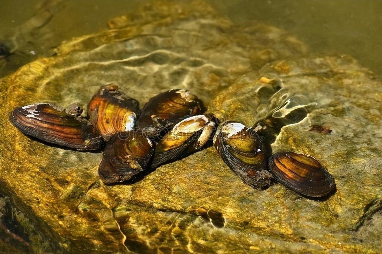 科学网—中国蚌类一新物种记述——壬田倒齿蚌 - 武瑞文的博文